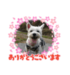 Westie ＆ Yorkie 3（個別スタンプ：13）