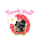Westie ＆ Yorkie 3（個別スタンプ：14）