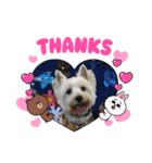 Westie ＆ Yorkie 3（個別スタンプ：15）