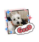 Westie ＆ Yorkie 3（個別スタンプ：17）