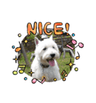 Westie ＆ Yorkie 3（個別スタンプ：19）