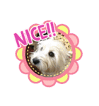 Westie ＆ Yorkie 3（個別スタンプ：20）