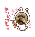 Westie ＆ Yorkie 3（個別スタンプ：22）
