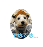 Westie ＆ Yorkie 3（個別スタンプ：23）