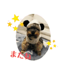 Westie ＆ Yorkie 3（個別スタンプ：24）