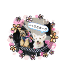 Westie ＆ Yorkie 3（個別スタンプ：25）