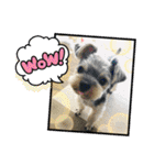 Westie ＆ Yorkie 3（個別スタンプ：27）