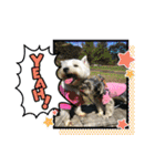 Westie ＆ Yorkie 3（個別スタンプ：28）