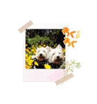 Westie ＆ Yorkie 3（個別スタンプ：29）