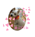 Westie ＆ Yorkie 3（個別スタンプ：31）