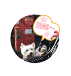Westie ＆ Yorkie 3（個別スタンプ：33）