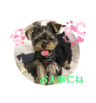 Westie ＆ Yorkie 3（個別スタンプ：34）