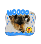 Westie ＆ Yorkie 3（個別スタンプ：37）