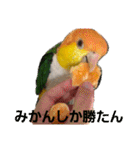 しろはらーさん4（個別スタンプ：3）