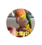 しろはらーさん4（個別スタンプ：5）