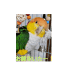 しろはらーさん4（個別スタンプ：9）