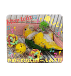 しろはらーさん4（個別スタンプ：10）