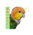 しろはらーさん4（個別スタンプ：13）