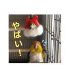 しろはらーさん4（個別スタンプ：16）
