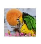 しろはらーさん4（個別スタンプ：17）
