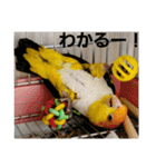 しろはらーさん4（個別スタンプ：18）