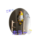 しろはらーさん4（個別スタンプ：19）
