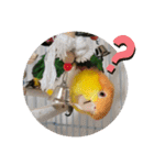 しろはらーさん4（個別スタンプ：21）