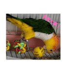 しろはらーさん4（個別スタンプ：23）