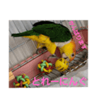 しろはらーさん4（個別スタンプ：30）