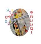 しろはらーさん4（個別スタンプ：31）