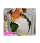 しろはらーさん4（個別スタンプ：34）