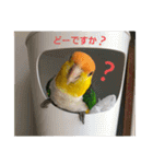しろはらーさん4（個別スタンプ：37）