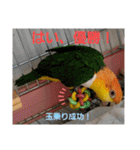 しろはらーさん4（個別スタンプ：38）