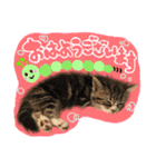 うしお,とら,たび（個別スタンプ：1）