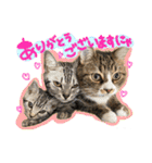 うしお,とら,たび（個別スタンプ：3）