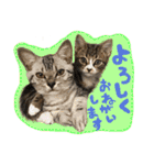 うしお,とら,たび（個別スタンプ：5）