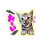 うしお,とら,たび（個別スタンプ：11）
