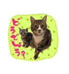 うしお,とら,たび（個別スタンプ：20）