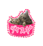 うしお,とら,たび（個別スタンプ：21）