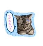 うしお,とら,たび（個別スタンプ：23）