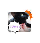 TAMA x KIKI ③（個別スタンプ：12）