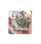 とろちゃん④（個別スタンプ：1）