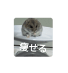 とろちゃん④（個別スタンプ：2）
