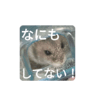 とろちゃん④（個別スタンプ：3）
