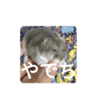 とろちゃん④（個別スタンプ：4）