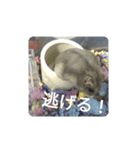 とろちゃん④（個別スタンプ：6）
