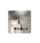 とろちゃん④（個別スタンプ：8）