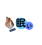 うさぎの若5（個別スタンプ：3）