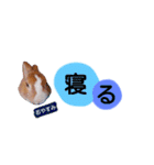 うさぎの若5（個別スタンプ：4）
