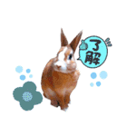 うさぎの若5（個別スタンプ：7）